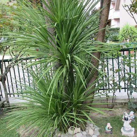 Le Begonie